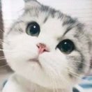 xinxin